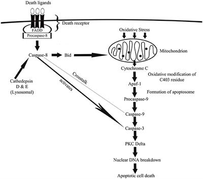 Oxidative Stress in Oral Diseases: Understanding Its Relation with Other Systemic Diseases